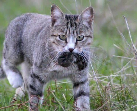 cat-catching-a-mouse.jpg